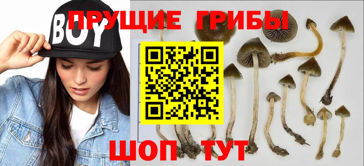 Псилоцибиновые грибы ЛСД Шатура